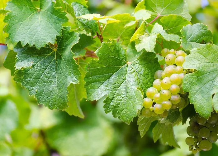 Appartement Probst *